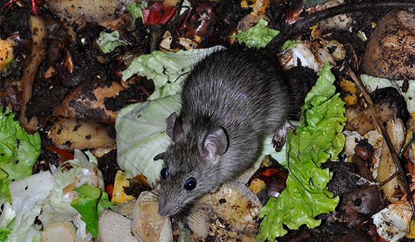 New Orleans Animal Hoarding Cleanup